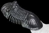 Paralejurus Trilobite Fossil - Unreal Preparation #108754-3